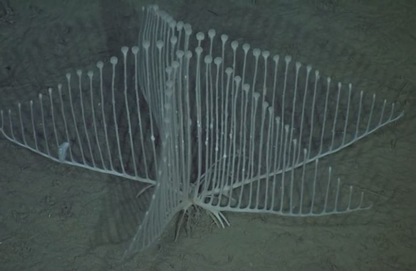 16 creatures that seem to be from another planet