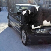 16 cute chicks caught in idiotic situations