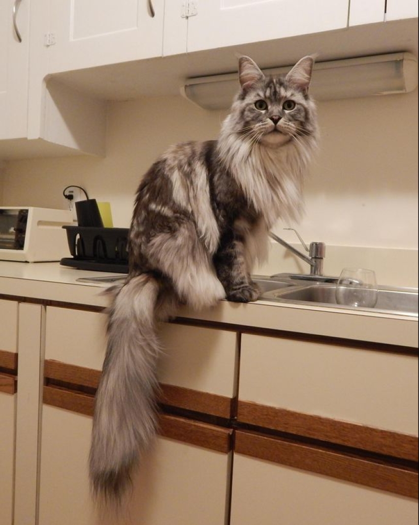 16 de Coon de Maine, en comparación con la que su gato se parecen insignificantes 16 de Coon de Maine, en comparación con la que su gato se parecen insignificantes