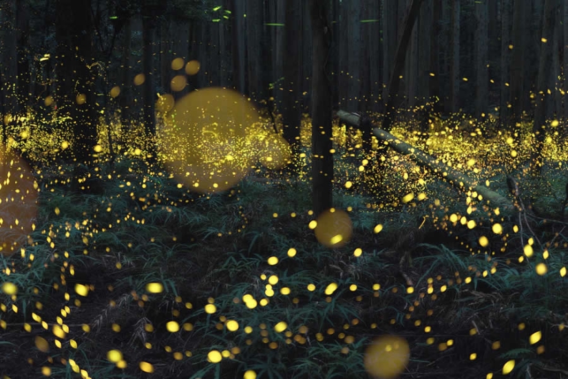 16 ganadores destacados de la naturaleza en los Premios al Fotógrafo del Año 1839