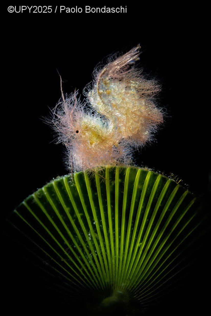 16 impresionantes fotografías ganadoras del concurso Fotógrafo submarino del año 2025