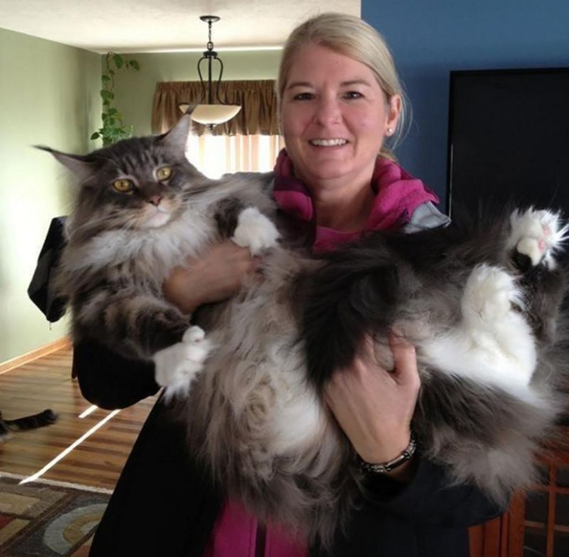16 Maine Coon, compared with which your cat will look tiny