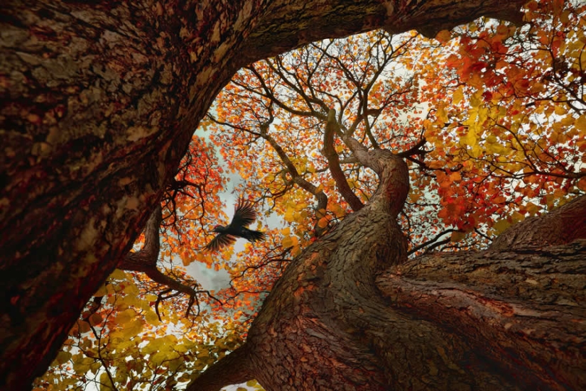 16 Outstanding Nature Winners from the 1839 Photographer of the Year Awards