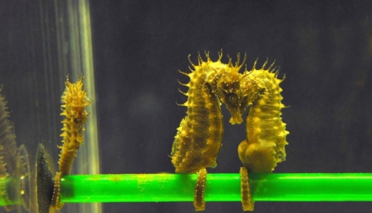 17 animals that form happier and more harmonious couples than humans 17 animals that form happier and more harmonious couples than humans