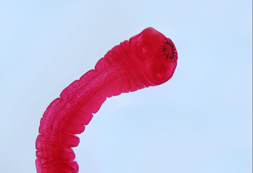 17 animals who are killing us 17 animals who are killing us