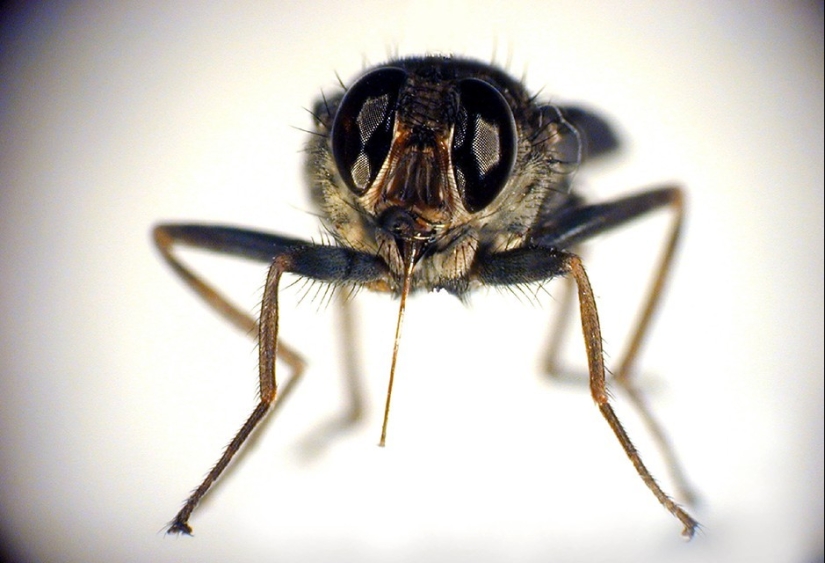 17 animals who are killing us 17 animals who are killing us