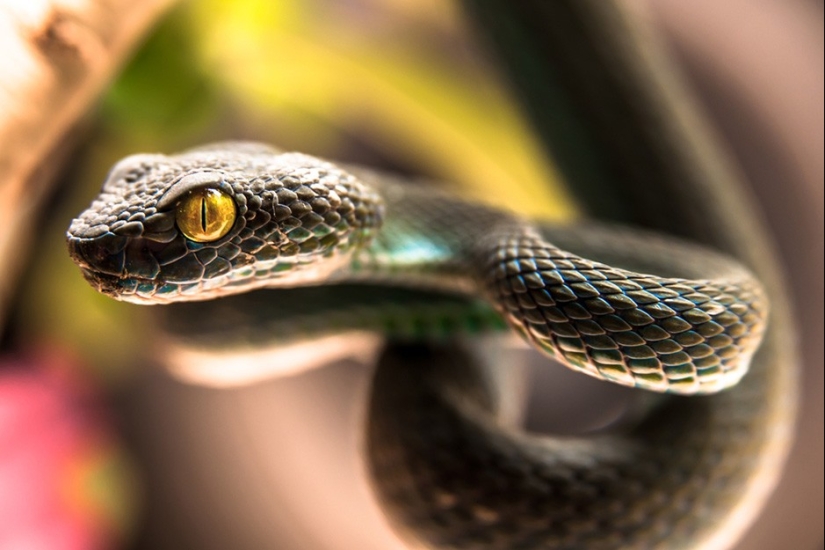 17 animals who are killing us 17 animals who are killing us