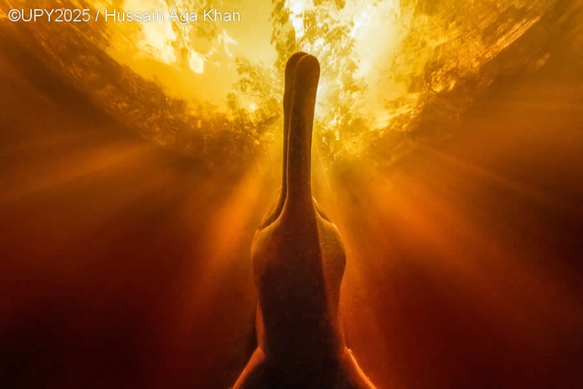 17 Breathtaking Winning Photos from the 2025 Underwater Photographer of the Year 17 Breathtaking Winning Photos from the 2025 Underwater Photographer of the Year