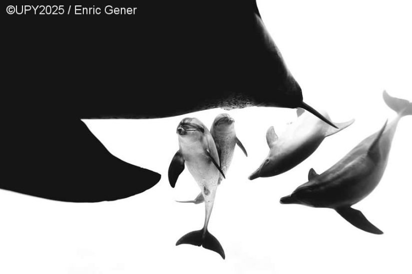 17 Breathtaking Winning Photos from the 2025 Underwater Photographer of the Year 17 Breathtaking Winning Photos from the 2025 Underwater Photographer of the Year