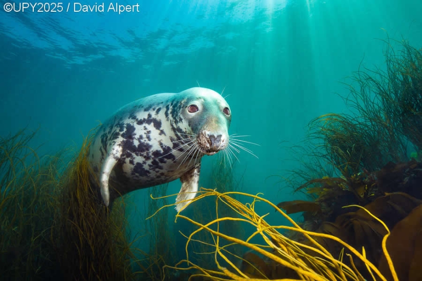 17 Breathtaking Winning Photos from the 2025 Underwater Photographer of the Year 17 Breathtaking Winning Photos from the 2025 Underwater Photographer of the Year