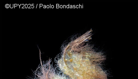 17 Breathtaking Winning Photos from the 2025 Underwater Photographer of the Year