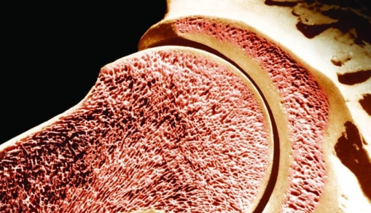 17 cosas simples que son mucho más interesantes por dentro que por fuera 17 cosas simples que son mucho más interesantes por dentro que por fuera