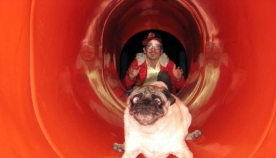 17 de los fracasos de perros más divertidos 17 de los fracasos de perros más divertidos