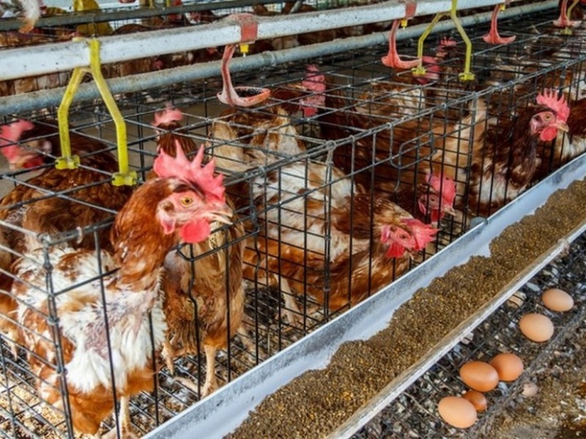 17 delicious dishes and drinks banned in many countries around the world