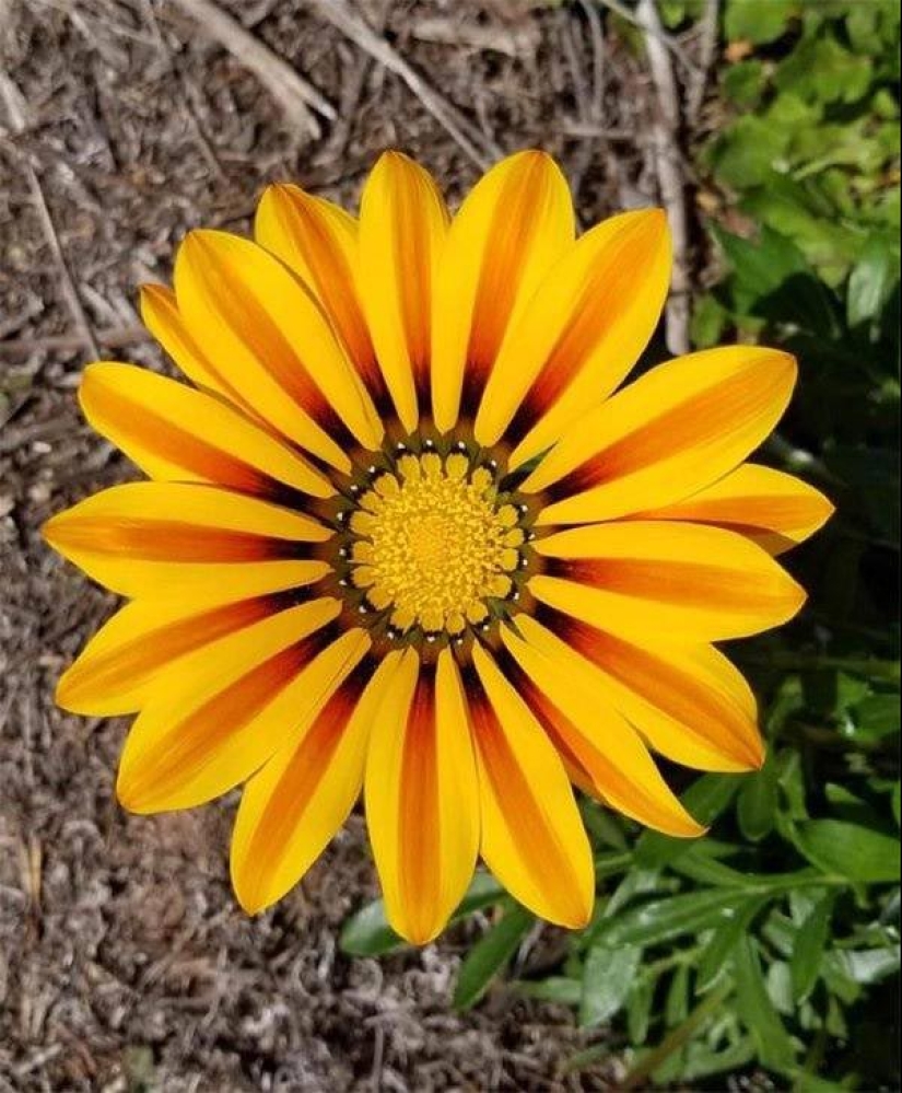 17 fotos de aspecto agradable en las que todo está bien