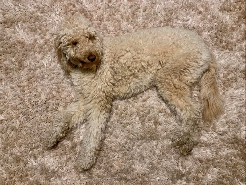 17 fotos de los animales que dominan el arte del camuflaje