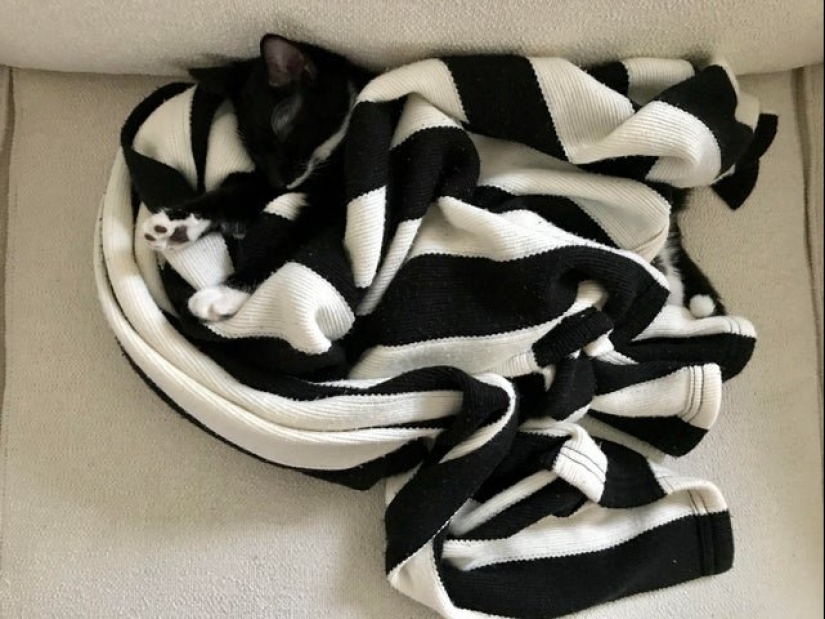 17 fotos de los animales que dominan el arte del camuflaje