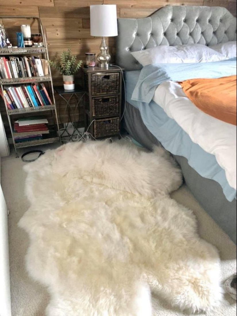 17 fotos de los animales que dominan el arte del camuflaje