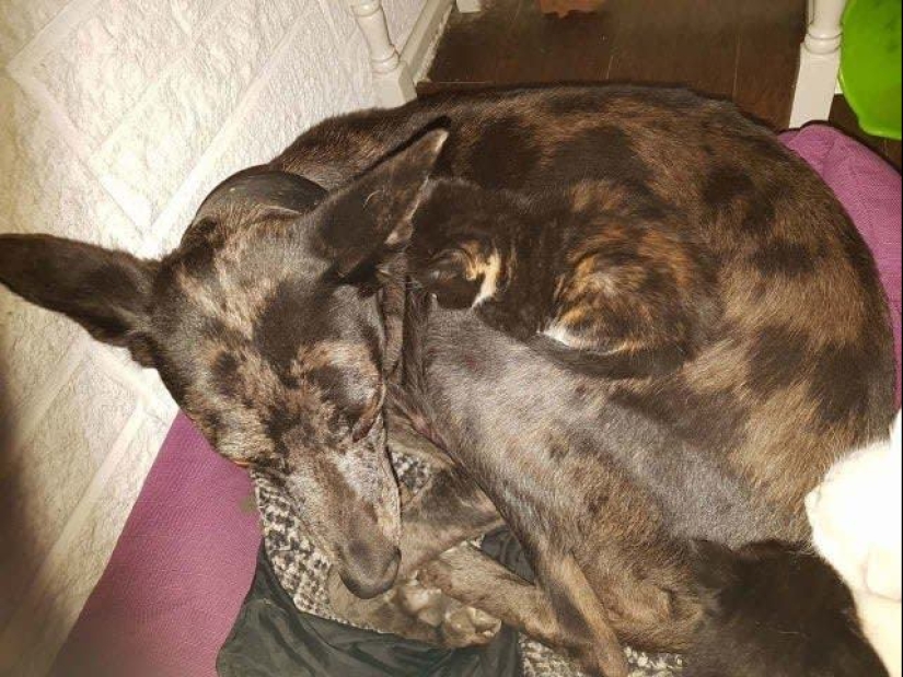 17 fotos de los animales que dominan el arte del camuflaje