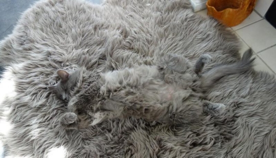 17 fotos de los animales que dominan el arte del camuflaje 17 fotos de los animales que dominan el arte del camuflaje