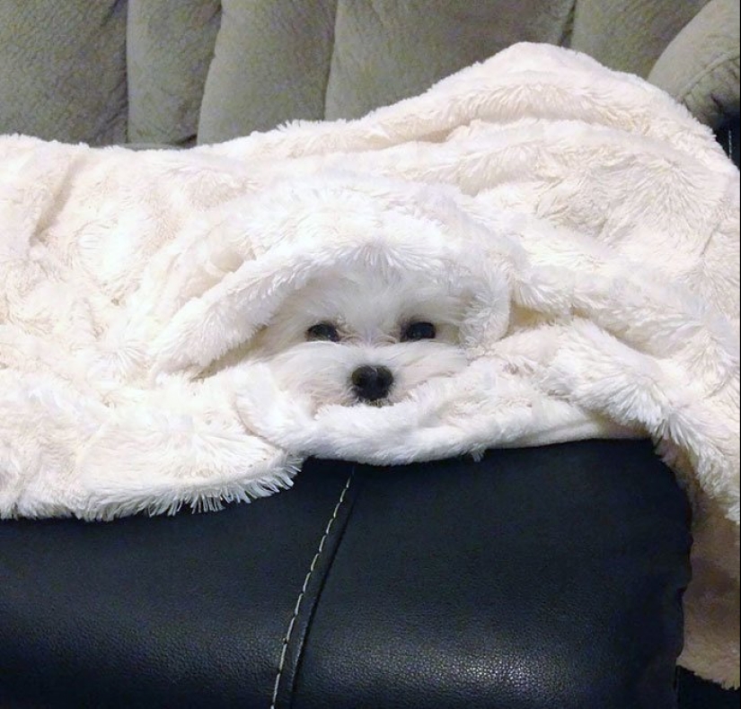 17 fotos de los animales que dominan el arte del camuflaje