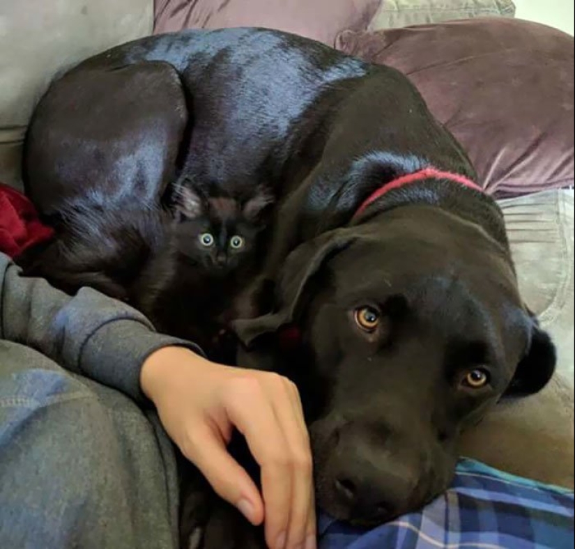 17 fotos de los animales que dominan el arte del camuflaje