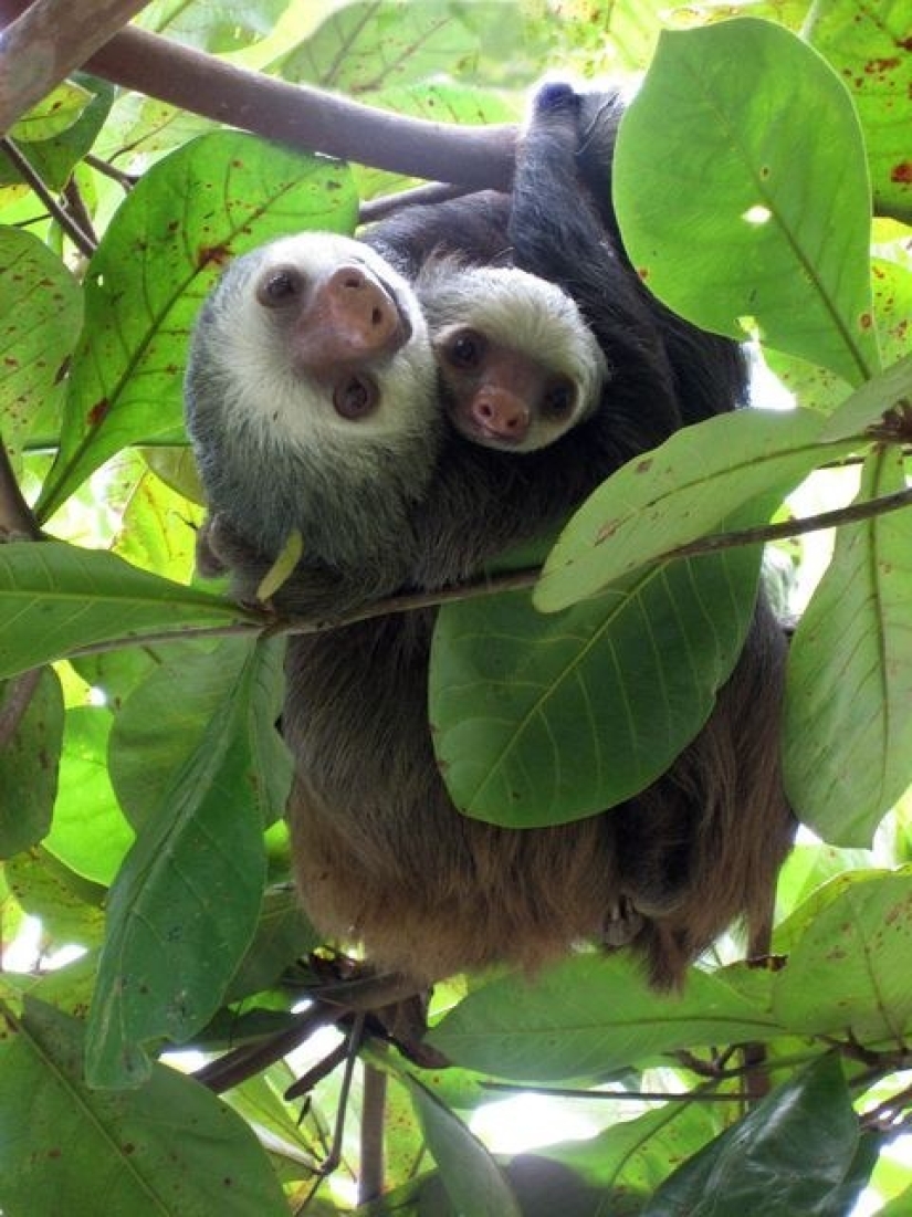 17 hechos sorprendentes sobre los perezosos - Idle and Gorgeous