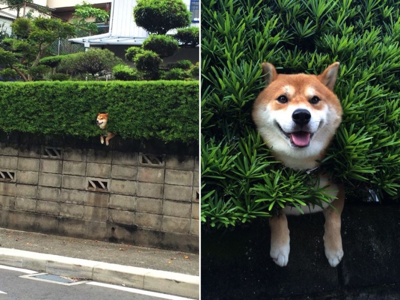 17 of the funniest dog fails