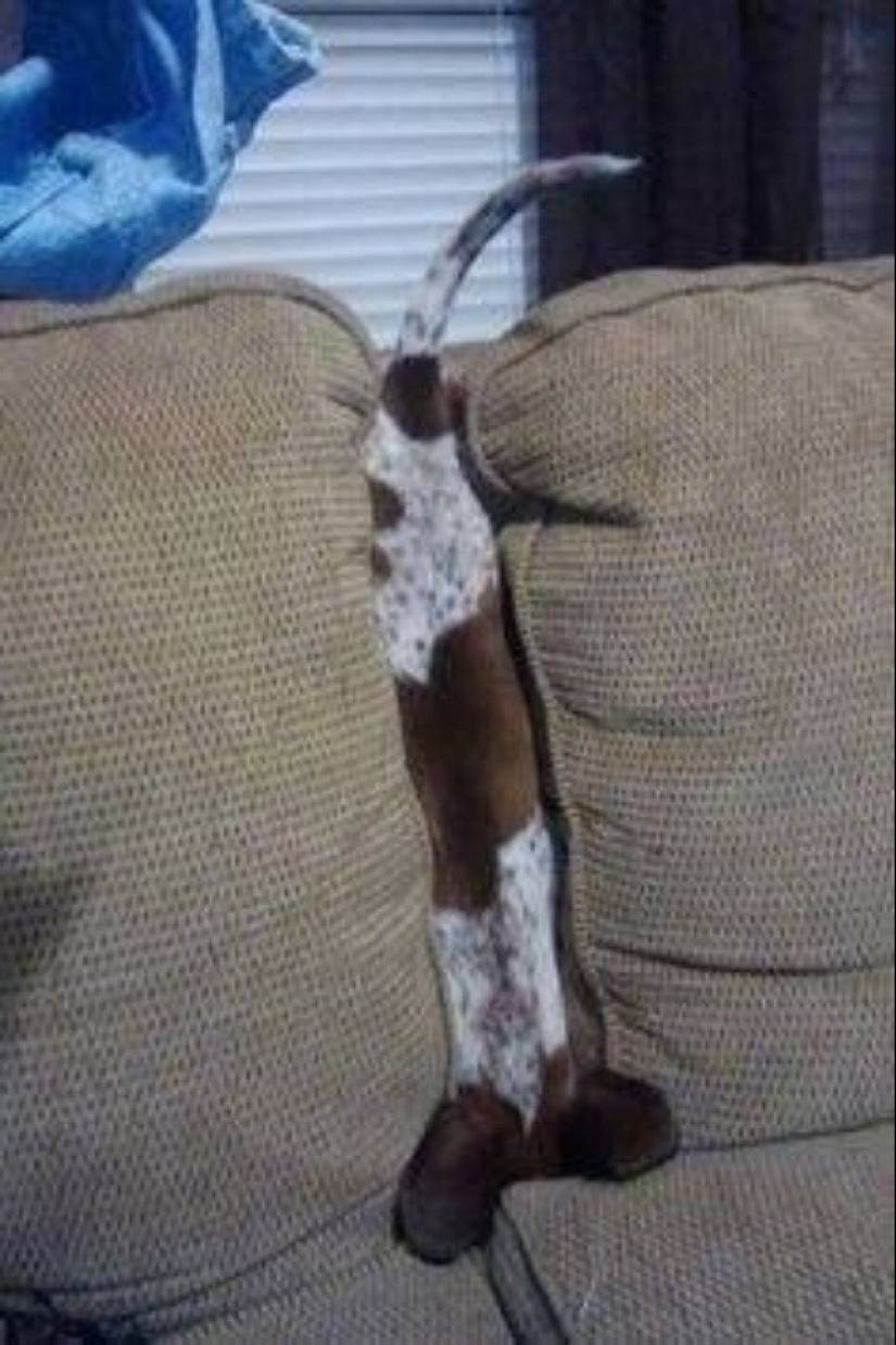 17 of the funniest dog fails