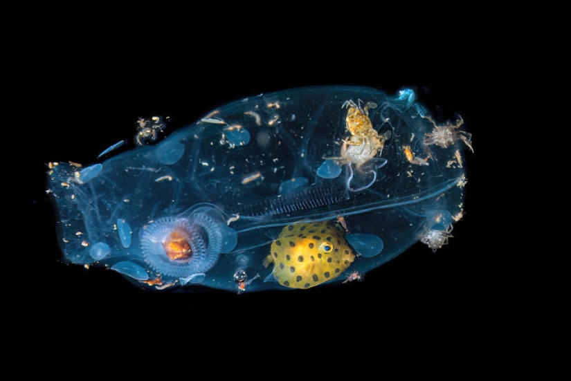 17 Of The Most Impressive Images From The 2024 Nature “inFocus” Photography Contest 17 Of The Most Impressive Images From The 2024 Nature “inFocus” Photography Contest