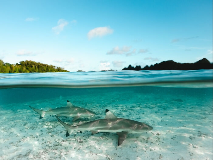 17 Of The Most Impressive Images From The 2024 Nature “inFocus” Photography Contest 17 Of The Most Impressive Images From The 2024 Nature “inFocus” Photography Contest