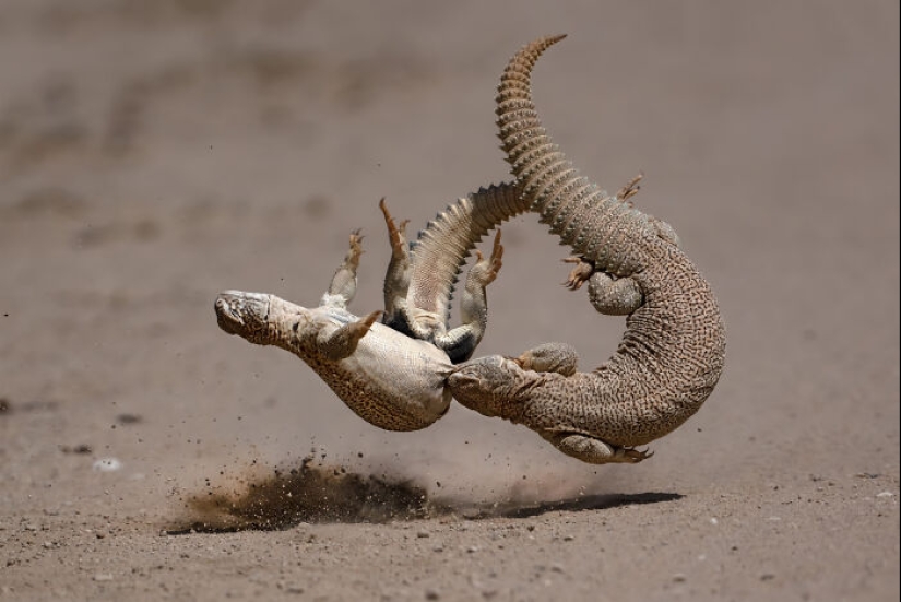 17 Of The Most Impressive Images From The 2024 Nature “inFocus” Photography Contest 17 Of The Most Impressive Images From The 2024 Nature “inFocus” Photography Contest