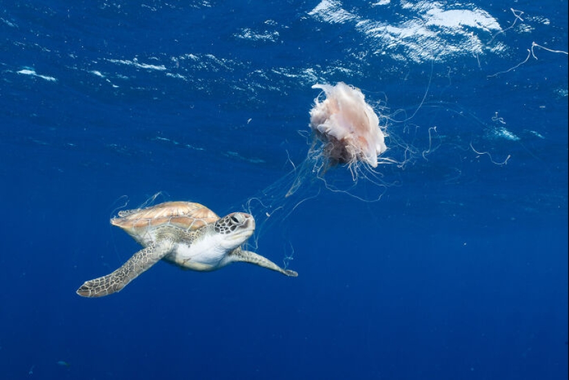 17 Of The Most Impressive Images From The 2024 Nature “inFocus” Photography Contest 17 Of The Most Impressive Images From The 2024 Nature “inFocus” Photography Contest