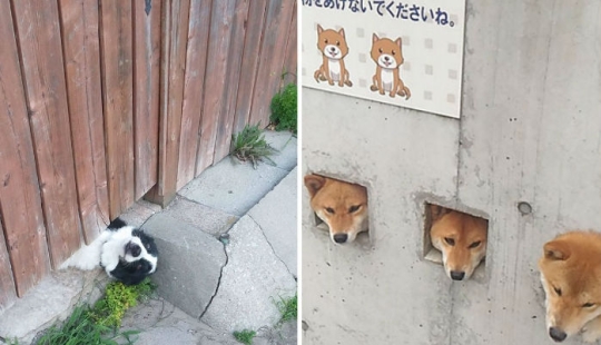 17 perros que realmente quieren decir"hola"