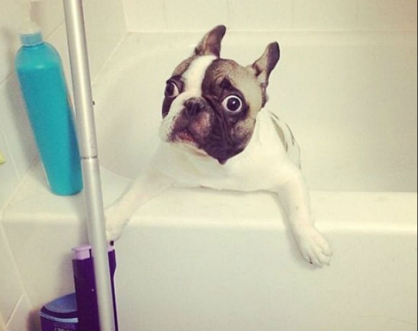 17 photos of animals that will do everything to just not wash them 17 photos of animals that will do everything to just not wash them