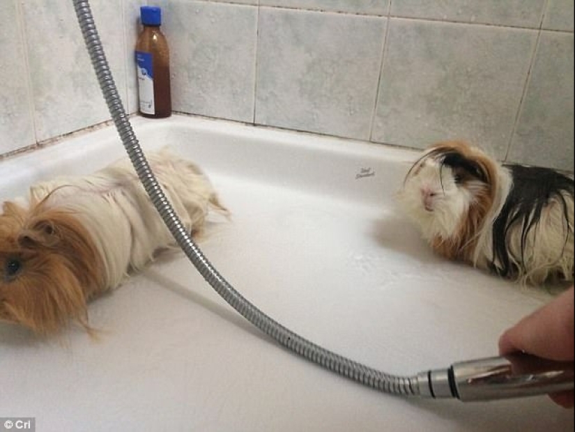 17 photos of animals that will do everything to just not wash them 17 photos of animals that will do everything to just not wash them