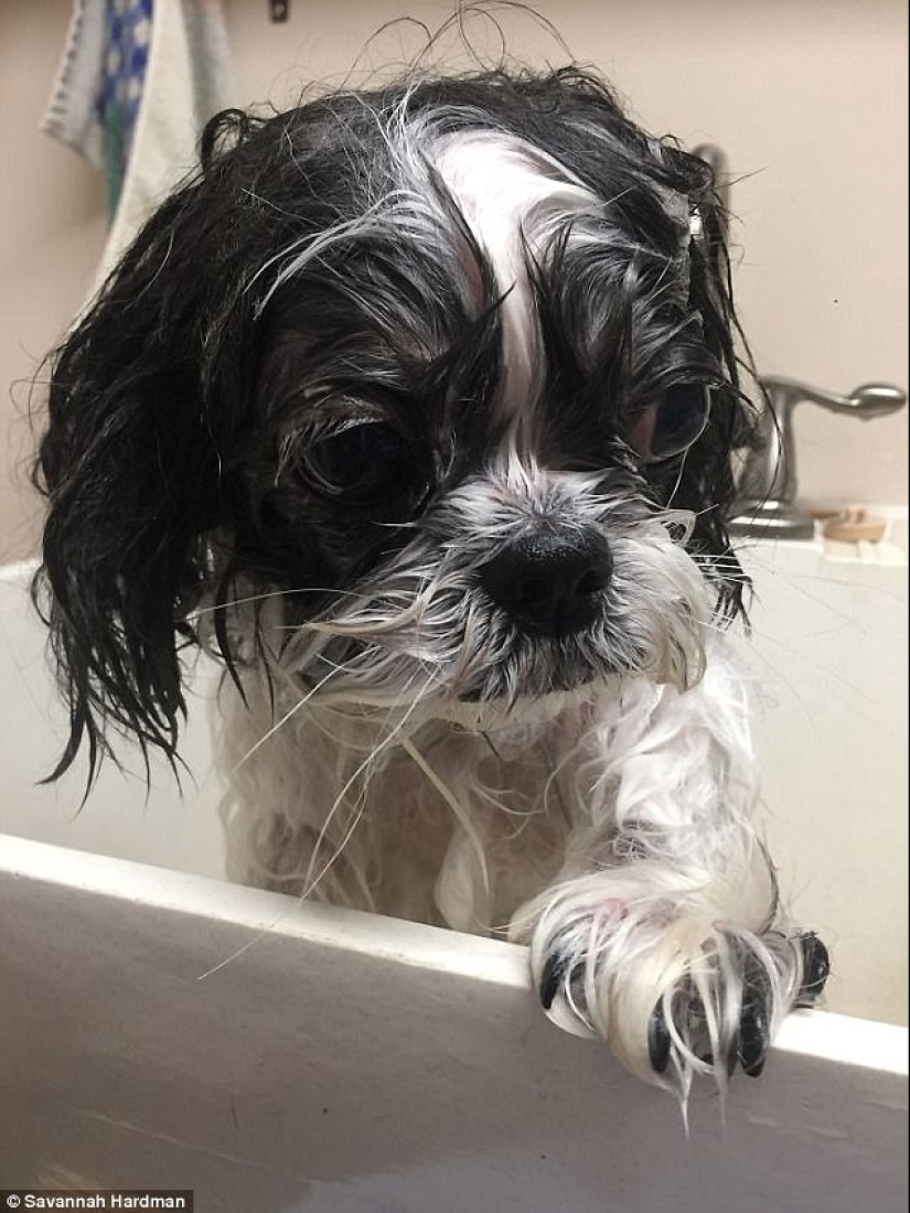 17 photos of animals that will do everything to just not wash them 17 photos of animals that will do everything to just not wash them