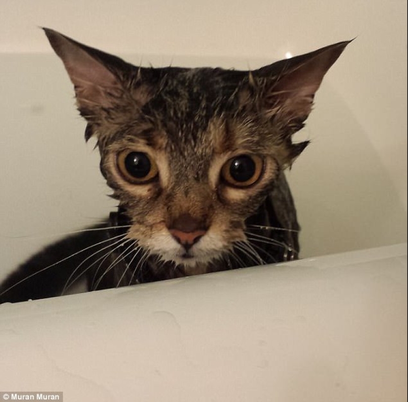 17 photos of animals that will do everything to just not wash them 17 photos of animals that will do everything to just not wash them