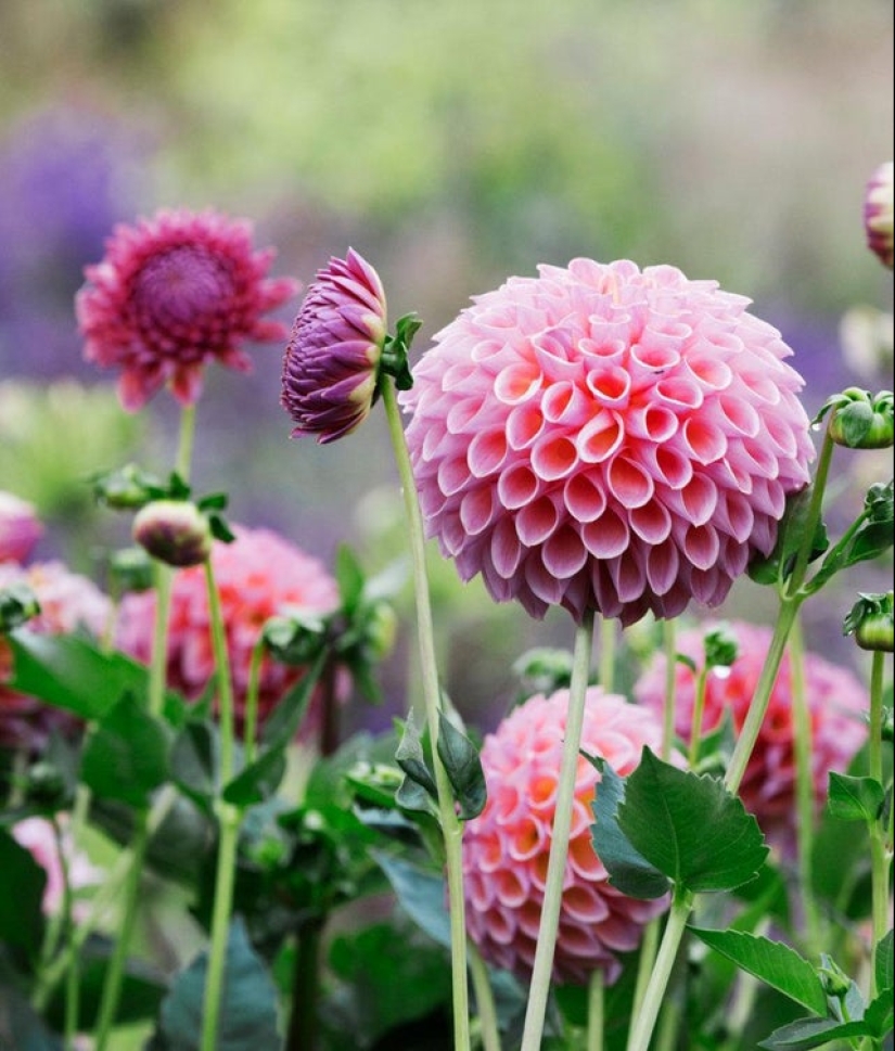 17 pleasant-looking photos in which everything is fine