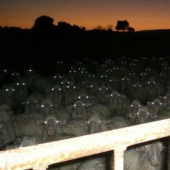 17 real-life shots that look like horror movie stills