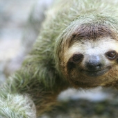 17 Surprising Facts About Sloths - Idle and Gorgeous