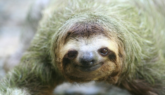 17 Surprising Facts About Sloths - Idle and Gorgeous 17 Surprising Facts About Sloths - Idle and Gorgeous