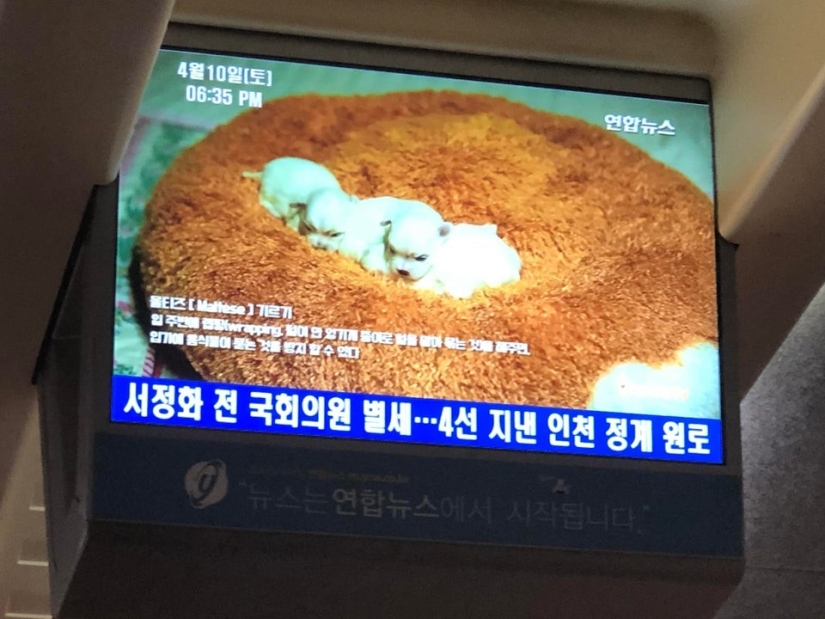 17 wonderful things that South Koreans are used to 17 wonderful things that South Koreans are used to