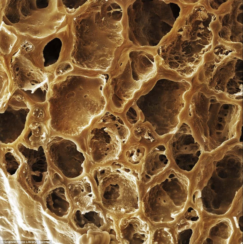 18 amazing photos of products under the microscope