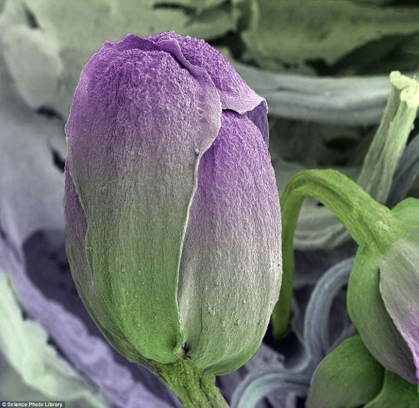 18 amazing photos of products under the microscope