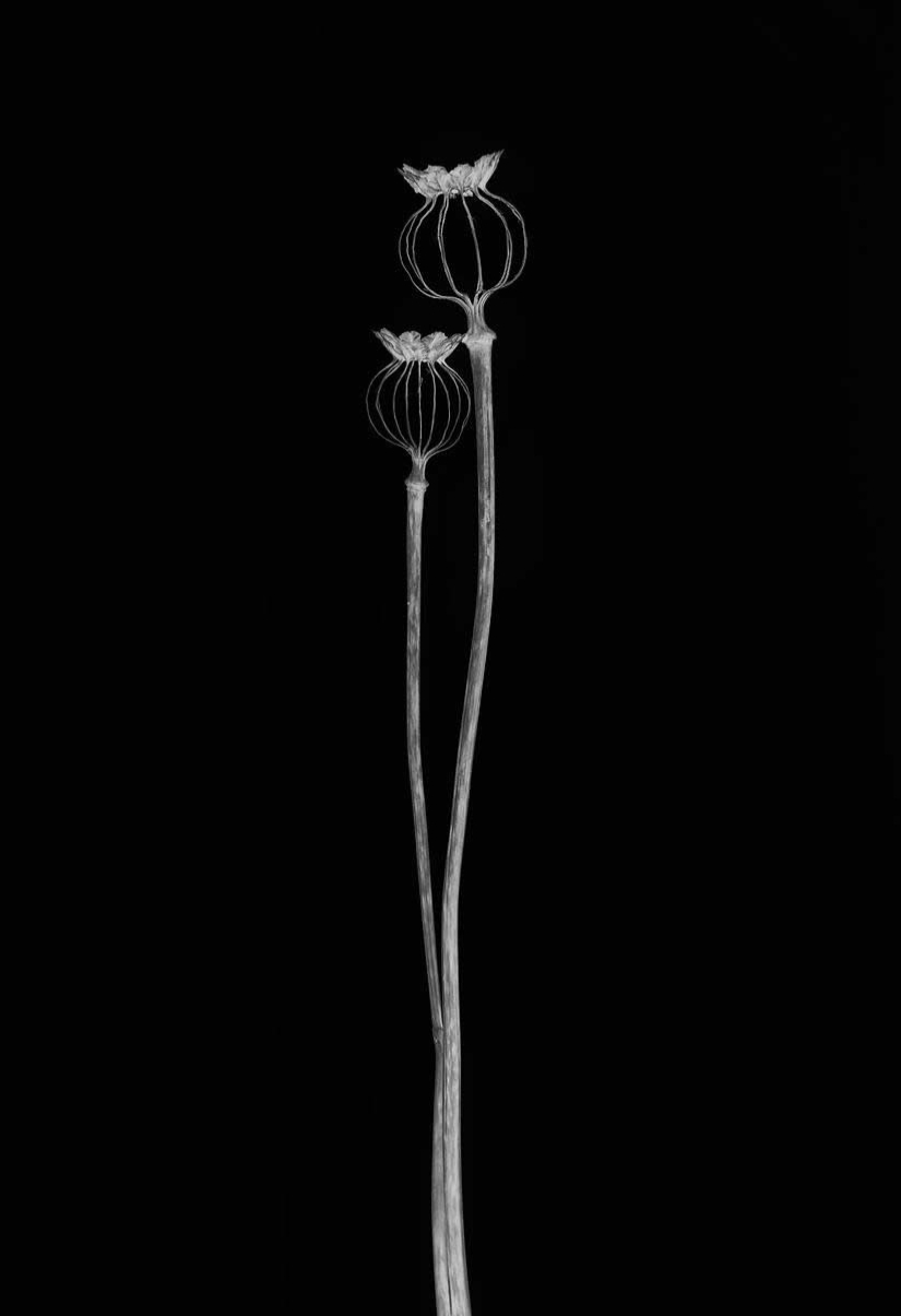 18 Award-Winning Black and White Photos From The Garden Photographer Of The Year 18 Award-Winning Black and White Photos From The Garden Photographer Of The Year