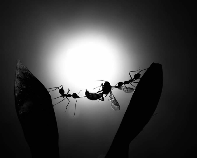 18 Award-Winning Black and White Photos From The Garden Photographer Of The Year 18 Award-Winning Black and White Photos From The Garden Photographer Of The Year