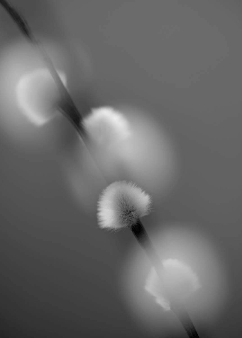 18 Award-Winning Black and White Photos From The Garden Photographer Of The Year 18 Award-Winning Black and White Photos From The Garden Photographer Of The Year