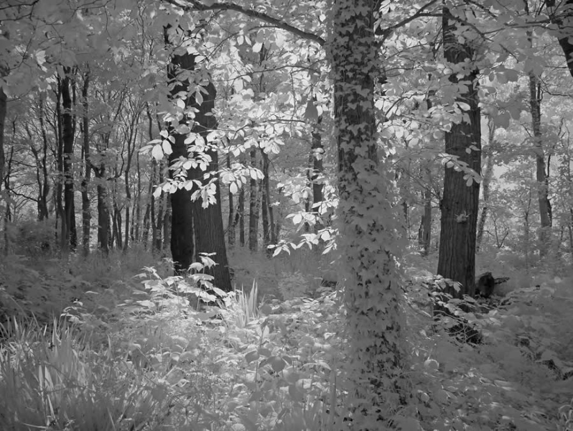 18 Award-Winning Black and White Photos From The Garden Photographer Of The Year 18 Award-Winning Black and White Photos From The Garden Photographer Of The Year