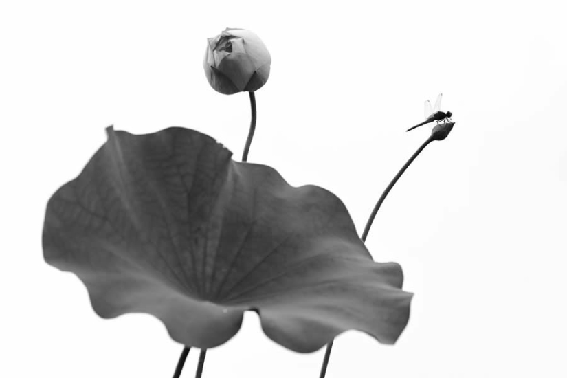 18 Award-Winning Black and White Photos From The Garden Photographer Of The Year 18 Award-Winning Black and White Photos From The Garden Photographer Of The Year